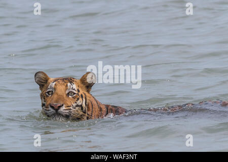 Erwachsene männliche Tiger schwimmen in tiefem Wasser während der breiten Flussüberquerung in Sundarban Tiger Reserve, West Bengal, Indien Stockfoto