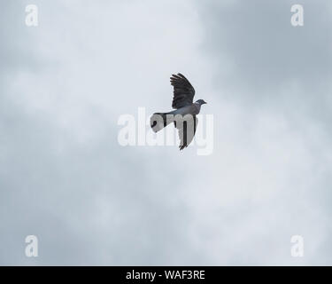 Columba Palumbus woodpigeon Stockfoto