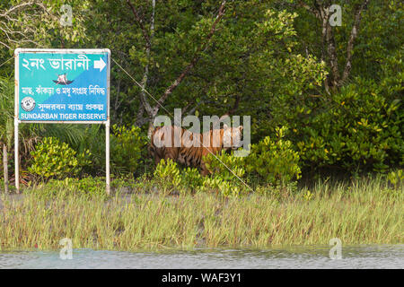 Erwachsener männlicher Tiger, der in der Nähe des Schildes steht, der einige der Waldregeln und -Vorschriften im Sundarban Tiger Reserve, Westbengalen, Indien erwähnt Stockfoto