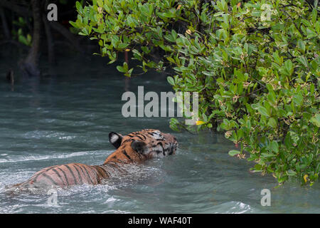 Erwachsene männliche Tiger erreichen den Waldrand nach dem Schwimmen bei Flut Fluss in Sundarban Tiger Reserve, West Bengalen, Indien überqueren Stockfoto