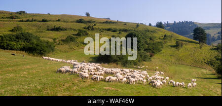 Herde Schafe auf der Alp Stockfoto
