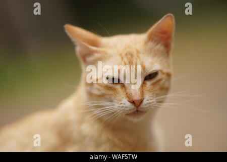 Cute ginger cat Nahaufnahme, Porträt, ernsten Blick outdoor Stockfoto