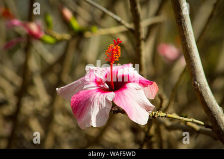 Blume in voller Blüte auf der Kanarischen Insel Teneriffa. Dieser Hibiscus ist Anzeige Es ist Schande. Es ist auch das Symbol der hinduistischen Göttin Kali. Stockfoto