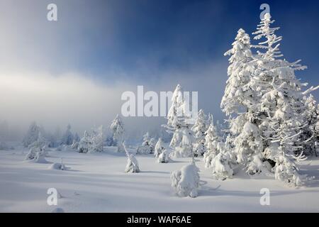 Tief verschneite unberührte Winterlandschaft, schneebedeckte Fichten (Picea abies), Nebel, Nationalpark Harz, Sachsen-Anhalt, Deutschland Stockfoto