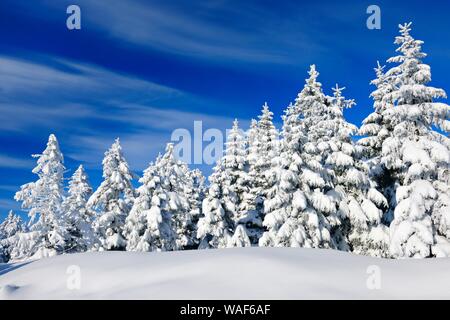 Verschneite Winterlandschaft, Fichten (Picea abies) von Schnee bedeckt, strahlender Sonnenschein, blauer Himmel, Nationalpark Harz, Sachsen-Anhalt, Deutschland Stockfoto
