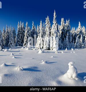 Verschneite unberührte Winterlandschaft, verschneite Wald Fichte (Picea abies), Nationalpark Harz, Sachsen-Anhalt, Deutschland Stockfoto