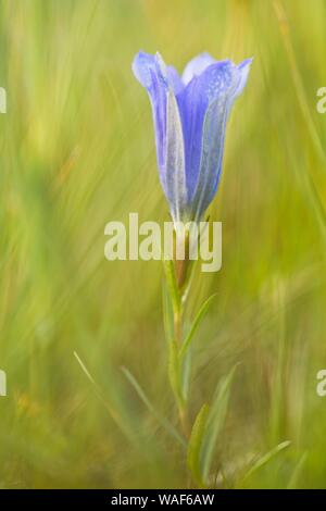 Marsh Enzian (Gentiana pneumonanthe), Emsland, Niedersachsen, Deutschland Stockfoto