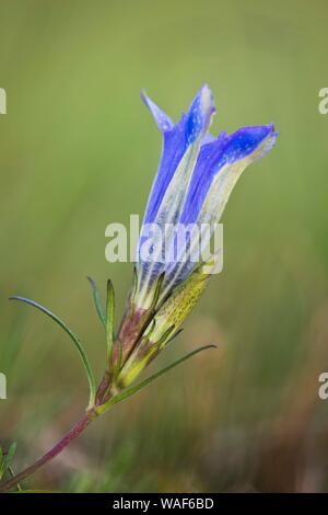 Marsh Enzian (Gentiana pneumonanthe), Emsland, Niedersachsen, Deutschland Stockfoto