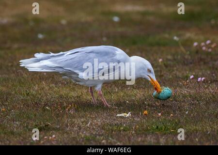 Glaucous Möwe (Larus hyperboreus) frisst einen gefangengenommenen Vogelei, Bird Rock Latrabjard, Westfjorde, Island Stockfoto