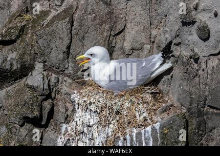 Dreizehenmöwe (Larus tridactyla) am Brutplatz, sitzen auf Nest, Bird Rock Latrabjard, Westfjorde, Island Stockfoto