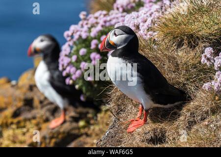 Zwei Papageitaucher (Fratercula arctica), im Gras stehen, Bird Rock Latrabjard, Westfjorde, Island Stockfoto