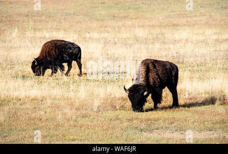 Zwei Beefalos oder Cattalos auf einer Weide, Überschreiten der amerikanische Bison (Bison bison) und inländische Rinder (Bos taurus), Grand Canyon National Park, North Stockfoto