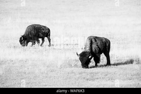 Zwei Beefalos oder Cattalos auf einer Weide, Überschreiten der amerikanische Bison (Bison bison) und inländische Rinder (Bos taurus), Grand Canyon National Park, North Stockfoto