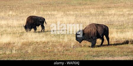 Zwei Beefalos oder Cattalos auf einer Weide, Überschreiten der amerikanische Bison (Bison bison) und inländische Rinder (Bos taurus), Grand Canyon National Park, North Stockfoto