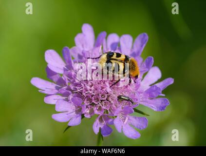 Bee Käfer (Trichius fasciatus) auf Blume von Pigeon scabious (scabiosa Kolumbarien), Bayern, Deutschland Stockfoto