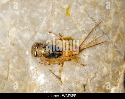 Larven von Mayfly (Ephemeroptera) auf Stein in der Isar, Bayern, Deutschland Stockfoto