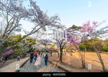 Kinderwagen, Japanisch in einem Park mit blühenden Kirschbäumen, Kameyama Park, Sagakamenoocho, Kyoto, Japan Stockfoto