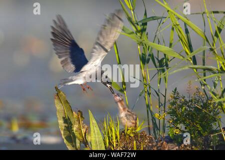 Schwarz tern (Chlidonias niger), alter Vogel Küken füttert, Naturpark Peental, Mecklenburg-Vorpommern, Deutschland Stockfoto