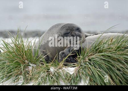 Zwei Südlichen Seeelefanten (Mirounga leonina leonina), junge Tiere schlafen in schneefall zwischen dune Grass, Grytviken, South Georgia, South Georgia und die Stockfoto