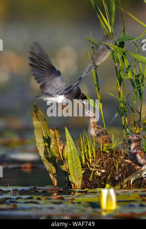 Schwarz tern (Chlidonias niger), alter Vogel Küken füttert, Naturpark Peental, Mecklenburg-Vorpommern, Deutschland Stockfoto