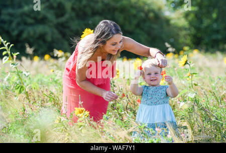 Brighton UK 20. August 2019 - zwei Jahre alte Isabella genießt einen Spaziergang durch ein Feld mit Sonnenblumen mit ihrer Mutter Harriet an Woodingdean in der Nähe von Brighton an einem schönen sonnigen Tag. Heißes Wetter ist für später in der Woche in Großbritannien vor allem in den Bank Holiday Wochenende prognostiziert. Foto: Simon Dack/Alamy leben Nachrichten Stockfoto