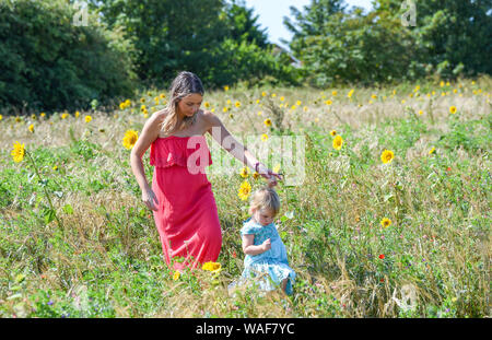 Brighton UK 20. August 2019 - zwei Jahre alte Isabella genießt einen Spaziergang durch ein Feld mit Sonnenblumen mit ihrer Mutter Harriet an Woodingdean in der Nähe von Brighton an einem schönen sonnigen Tag. Heißes Wetter ist für später in der Woche in Großbritannien vor allem in den Bank Holiday Wochenende prognostiziert. Foto: Simon Dack/Alamy leben Nachrichten Stockfoto