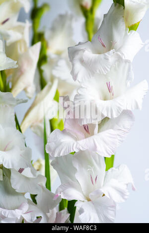 Weiße Gladiolen blühen Blumen auf rosa Hintergrund Stockfoto