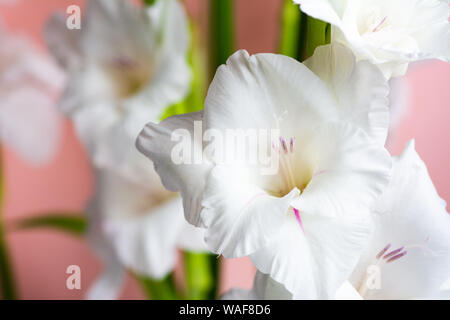 Weiße Gladiolen blühen Blumen auf rosa Hintergrund Stockfoto