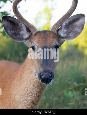 Eine junge weißwedelhirsche Buck im Morgenlicht mit samt Geweih im Sommer in Kanada Stockfoto