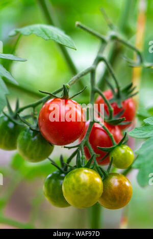 Frische reife rote und die noch nicht reife Tomaten hängen an den Weinstock und eine Tomatenpflanze im Garten Stockfoto