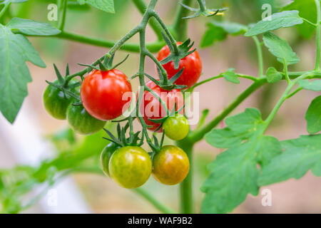 Frische reife rote und die noch nicht reife Tomaten hängen an den Weinstock und eine Tomatenpflanze im Garten Stockfoto