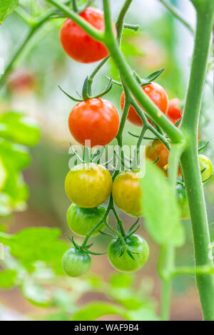 Frische reife rote und die noch nicht reife Tomaten hängen an den Weinstock und eine Tomatenpflanze im Garten Stockfoto