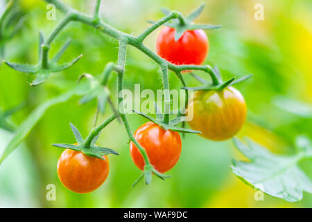 Frische reife rote und die noch nicht reife Tomaten hängen an den Weinstock und eine Tomatenpflanze im Garten Stockfoto