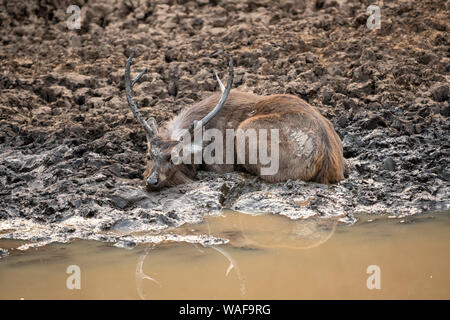 Sambar Hirsche oder Rusa unicolor Abkühlung und Spielen im Schlamm Wasser in der Nähe von Teich im Ranthambore Nationalpark, Rajasthan, Indien Stockfoto