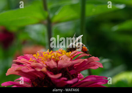 Makroaufnahme einer Hummel bestäubt eine zinnia Blume Stockfoto