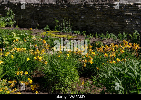 Gelbe Blüten Taglilien ist eine blühende Pflanze, die in der Gattung Hemerocallis Gartenarbeit Liebhaber und professionelle Gärtner haben lange gezüchteten Arten von dayli Stockfoto