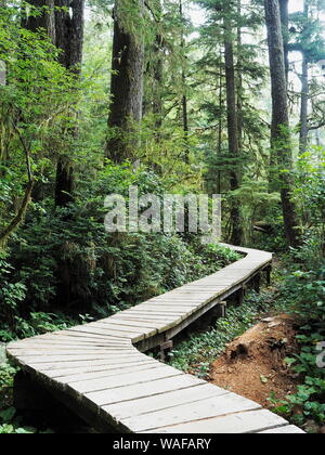 Boardwalk Trail durch den Regenwald Pacific Rim National Park, Vancouver Island, British Columbia, Kanada Stockfoto