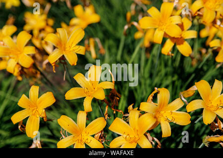 Gelbe Blüten Taglilien ist eine blühende Pflanze, die in der Gattung Hemerocallis Gartenarbeit Liebhaber und professionelle Gärtner haben lange gezüchteten Arten von dayli Stockfoto