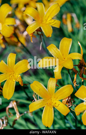 Gelbe Blüten Taglilien ist eine blühende Pflanze, die in der Gattung Hemerocallis Gartenarbeit Liebhaber und professionelle Gärtner haben lange gezüchteten Arten von dayli Stockfoto