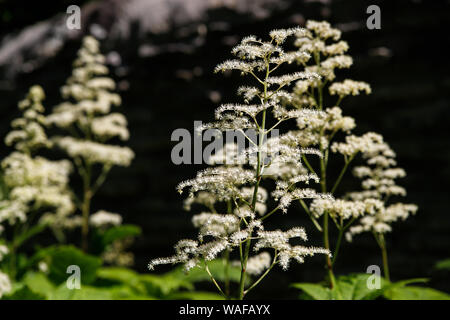 Weißen flauschigen geyhera Blumen im Frühling Garten. Close-up Stockfoto