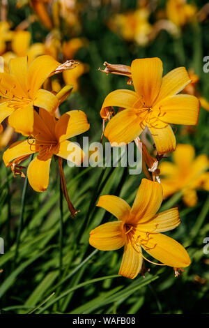 Gelbe Blüten Taglilien ist eine blühende Pflanze, die in der Gattung Hemerocallis Gartenarbeit Liebhaber und professionelle Gärtner haben lange gezüchteten Arten von dayli Stockfoto
