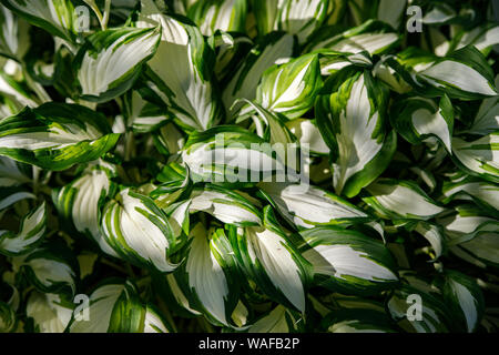 Bunte weiße Blätter von Hosts mit grünen Streifen als Hintergrund. Grünen Hintergrund, abstrakt grün Blatt hosts, die Aussicht von oben. Tropica Stockfoto