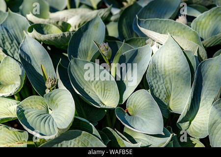 Hosta mit cremigen grünen Blätter als Hintergrund. Tokudama Vielfalt. Grünen Hintergrund, abstrakt grün Blatt hosts, die Aussicht von oben. Tropische conce Stockfoto