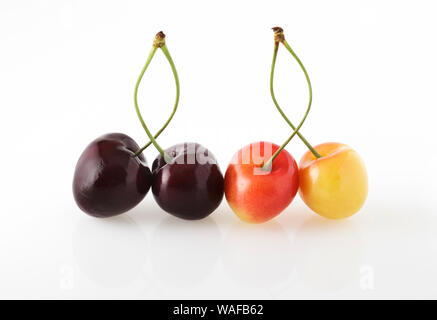 Two black Cherries and two Rainier Cherries on white background Stockfoto
