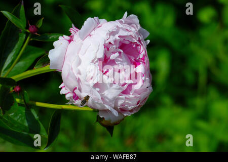 Pfingstrose Blüte in Rosa Rosa Stockfoto