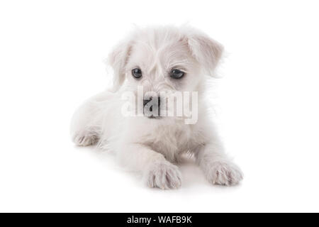 Maltesische Westie oder West Highland Terrier Welpe Hund auf weißem Hintergrund Stockfoto