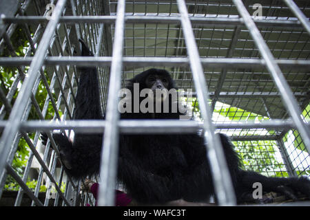 Lhokseumawe, Aceh, Indonesien. 20 Aug, 2019. Ein erwachsenes Weibchen schwarz-furred Gibbon sitzen in einem Käfig, nachdem durch eine natürliche Resource Conservation Agency (Bksda) von einer illegalen Zoo in Lhokseumawe, Provinz Aceh gerettet werden. Credit: zikri Maulana/ZUMA Draht/Alamy leben Nachrichten Stockfoto
