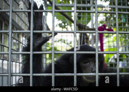 Lhokseumawe, Aceh, Indonesien. 20 Aug, 2019. Ein erwachsenes Weibchen schwarz-furred Gibbon sind in einem Käfige nach durch eine natürliche Resource Conservation Agency (Bksda) von einer illegalen Zoo in Lhokseumawe, Provinz Aceh gerettet werden. Credit: zikri Maulana/ZUMA Draht/Alamy leben Nachrichten Stockfoto