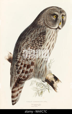 Große Cinereous Eule, handkolorierte Lithographie aus "Die Vögel Europas", die im 19. Jahrhundert veröffentlicht. Skizze von John Gould Stockfoto