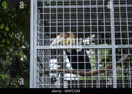 Lhokseumawe, Aceh, Indonesien. 20 Aug, 2019. Ein nashornvögel werden in Käfigen von den natürlichen Ressourcen Erhaltung Agentur gerettet werden (Bksda) von einer illegalen Zoo in Lhokseumawe, Provinz Aceh. Credit: zikri Maulana/ZUMA Draht/Alamy leben Nachrichten Stockfoto